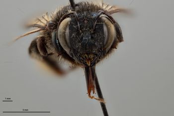Media type: image;   Entomology 810631 Aspect: head frontal view